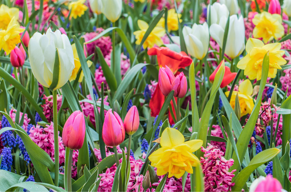 Frühling pflanzen