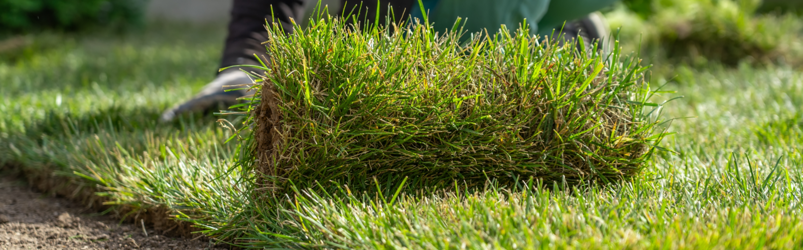 Rollrasen bestellen?