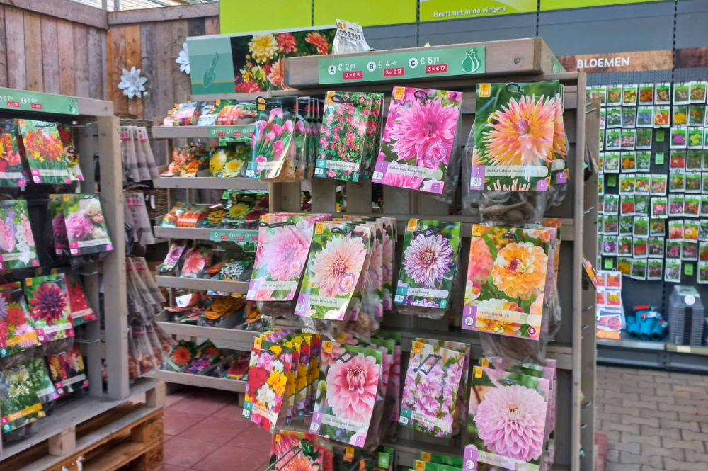 Sommerblumen pflanzen