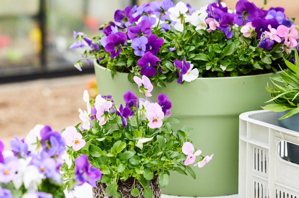 Sorgen Sie für mehr Farbe!