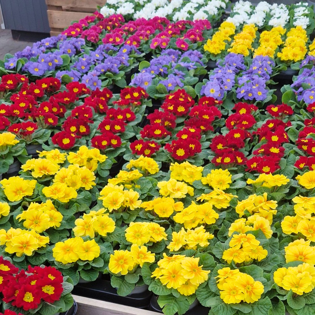 Sorgen Sie für mehr Farbe!