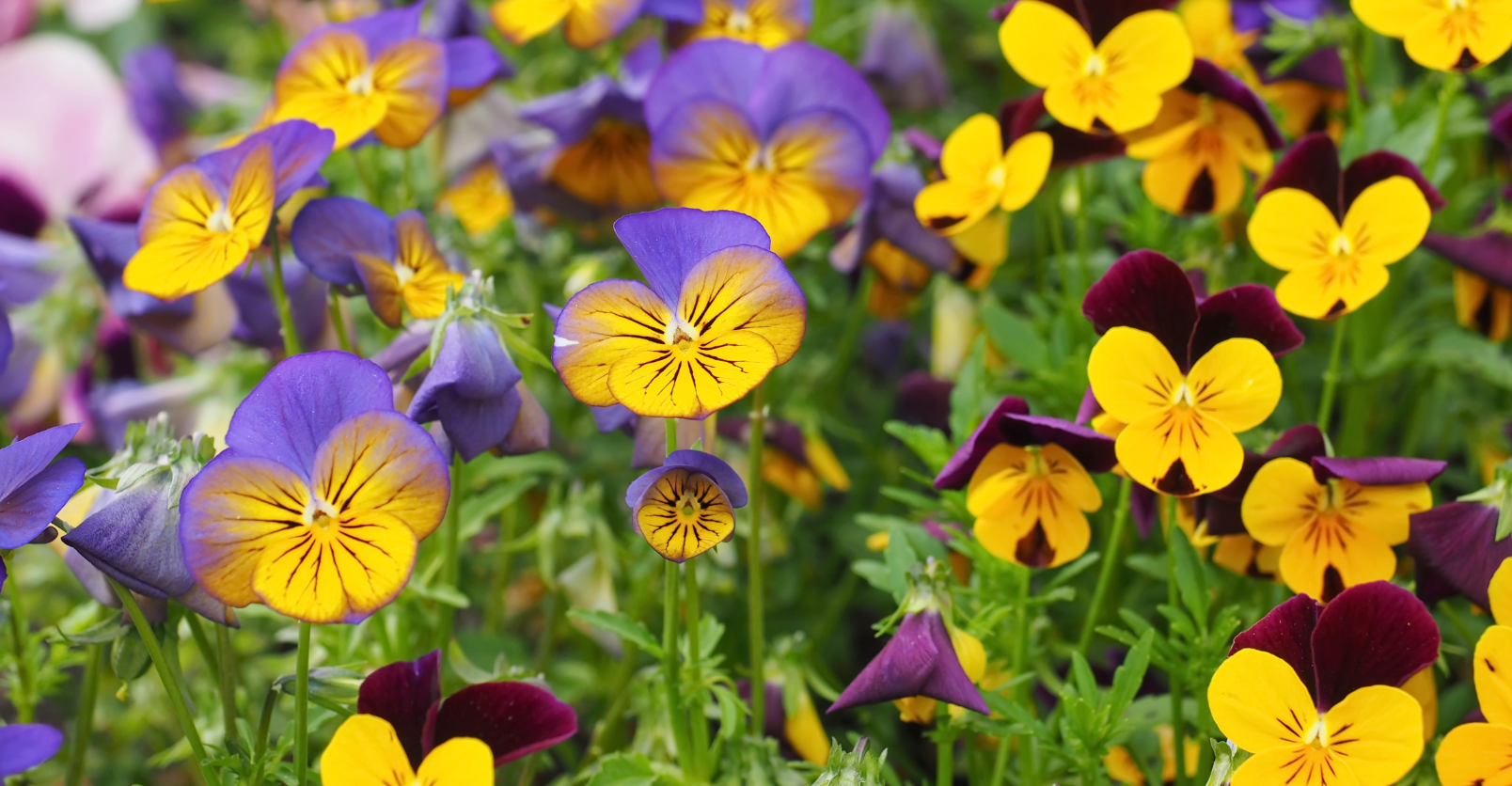 Sorgen Sie für mehr Farbe!