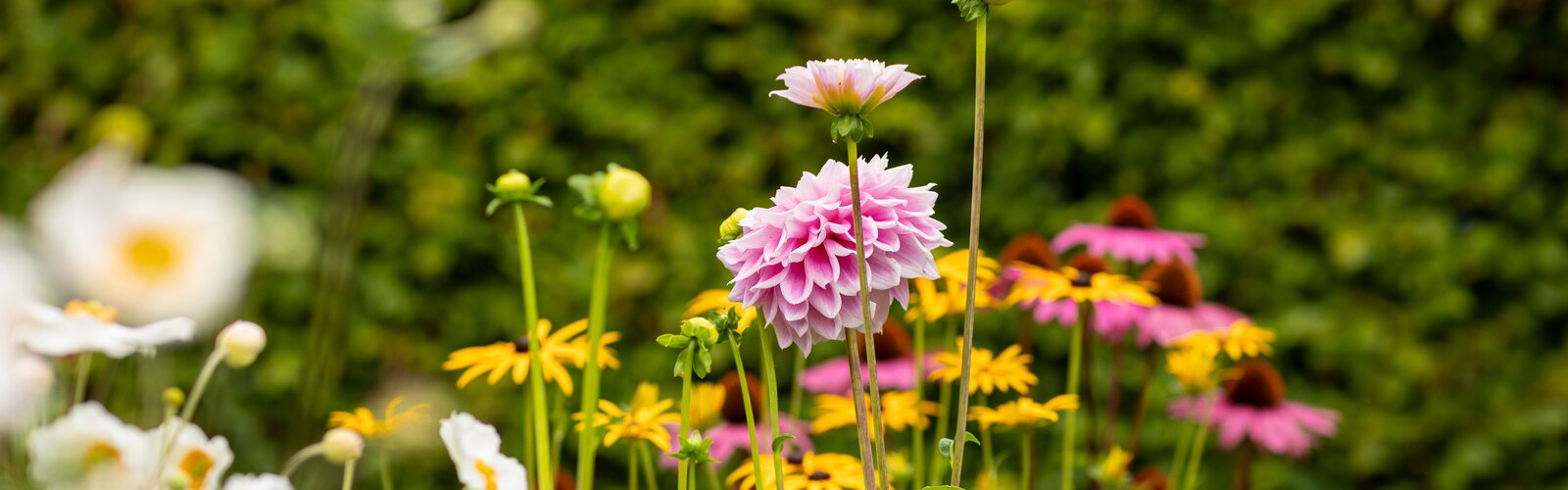 Gartenpflanzen