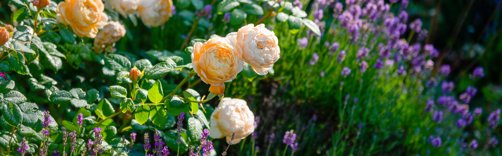 Gartenpflanzen