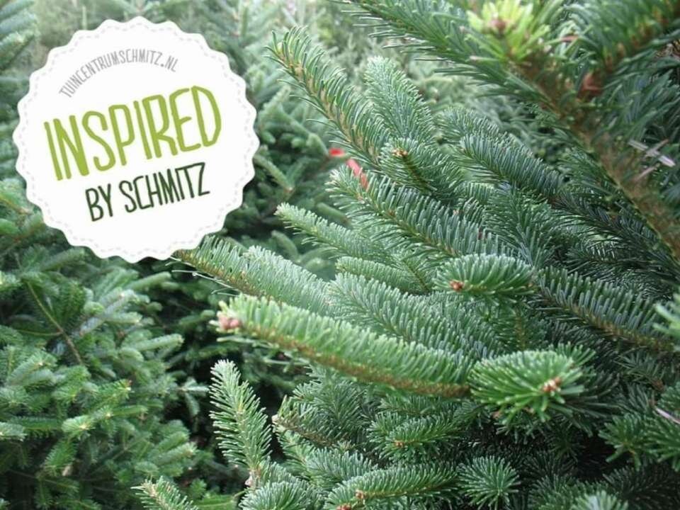 Weihnachtsbäume werden kostenlos nach Hause geliefert Weihnachtsbäume werden kostenlos nach Hause geliefert