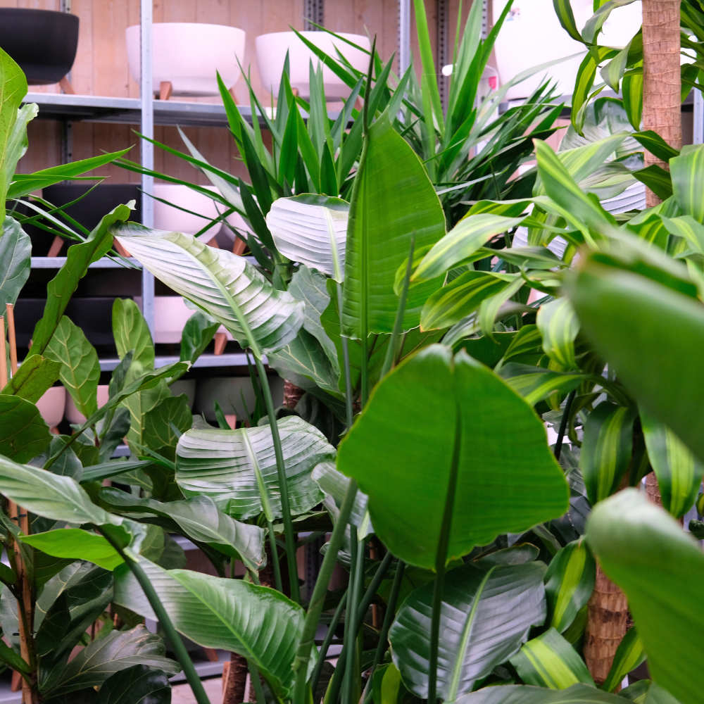 Zauberhafte Zimmerpflanzen