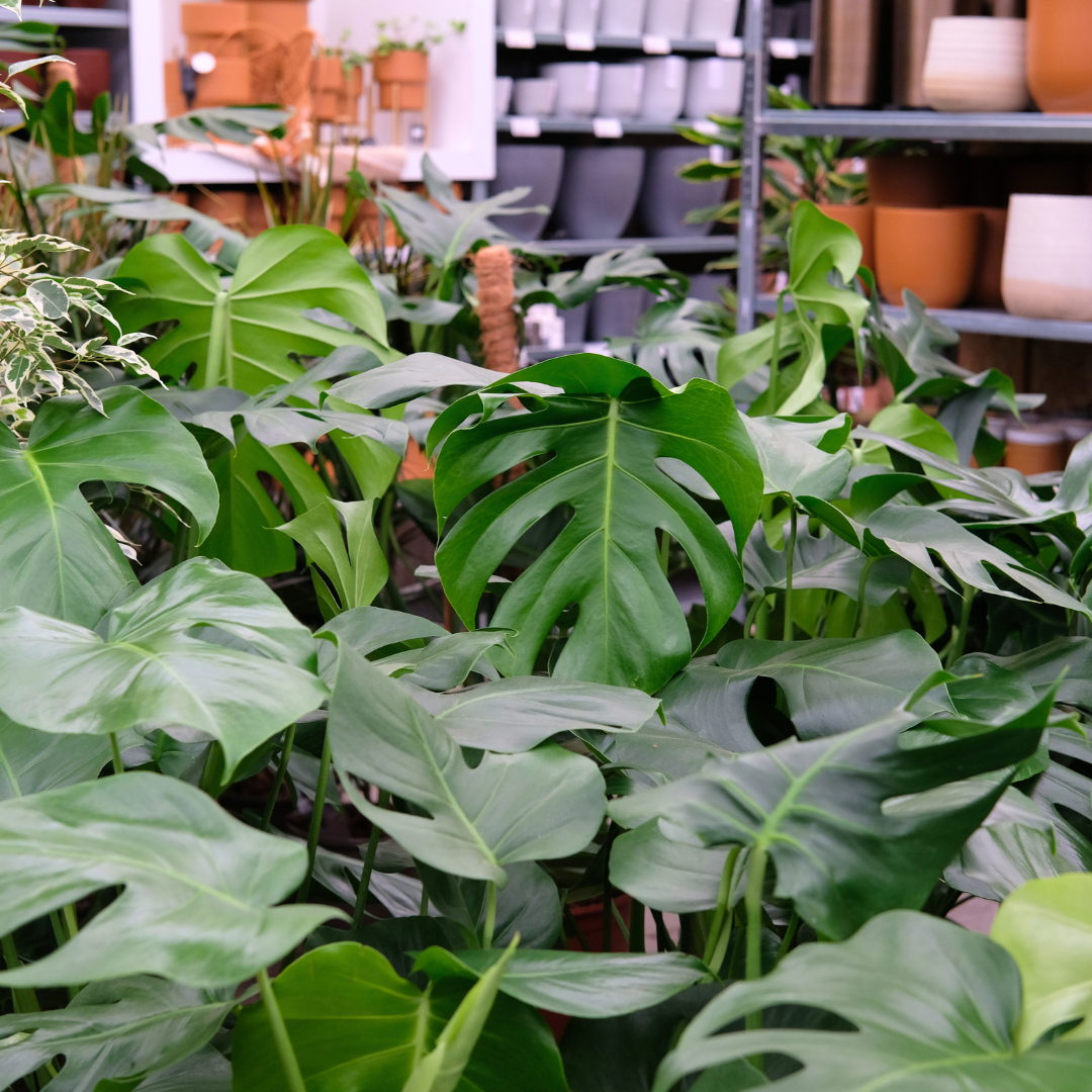 Zauberhafte Zimmerpflanzen