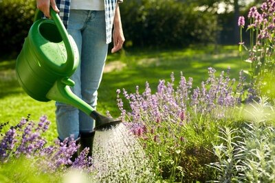 7 TIPPS FÜR EINEN BEWUSSTEN UMGANG MIT WASSER IM GARTEN