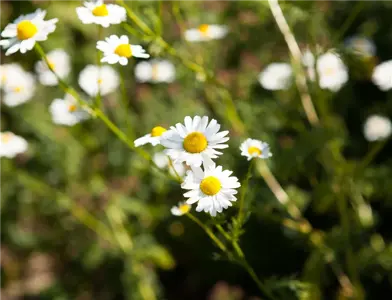 8 Pflanzen für die Gesundheit, die jeder kennen sollte