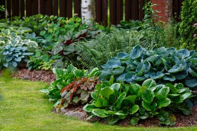 Der Schattengarten: Ruhe, Kühlung und überraschend viele Möglichkeiten