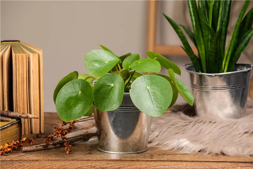 adventskalender saatgut bio Floragard Terre Unity Adventskalender Bio Saatgut Samen Samenfest   HaGaFeShop