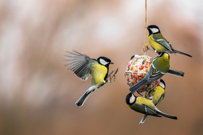 Gartenvögel im Herbst: So wird Ihr Garten zum Lieblingsplatz