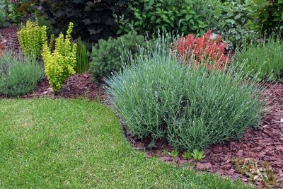 Machen Sie Ihren Garten fit für die Zukunft: So übersteht er Hitzewellen