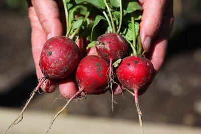 Mai im Gemüsegarten: Jetzt wird geerntet!