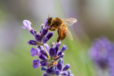 Mai ist der Monat der Bienen: helfen Sie mit im eigenen Garten