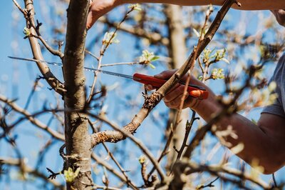 Schneiden Sie den Winter weg: Rückschnitt im März