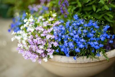 Sommerblüher: So wird dein Garten farbenfroh
