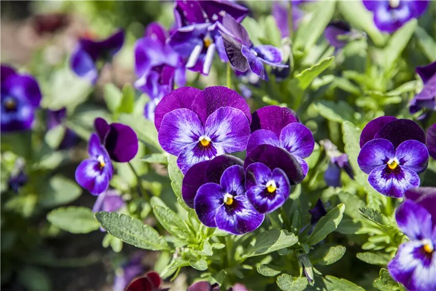 Stiefmtterchen als Highlight fr Garten und Balkon
