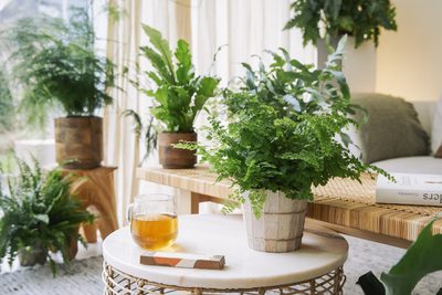 Tschüss Weihnachtsbaum, hallo … Winterblues? Nein! So bleibt die Gemütlichkeit erhalten