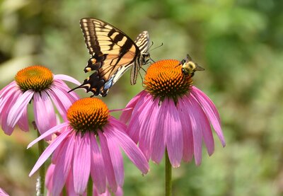 Wildbienen & Co. im Juli: So unterstützt du nützliche Gartenhelfer