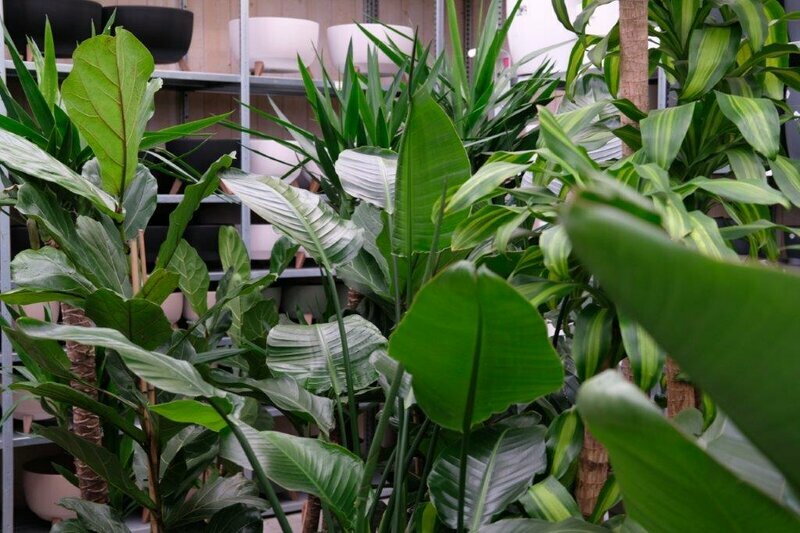 Entdecken Sie unsere tolle Zimmerpflanzenabteilung