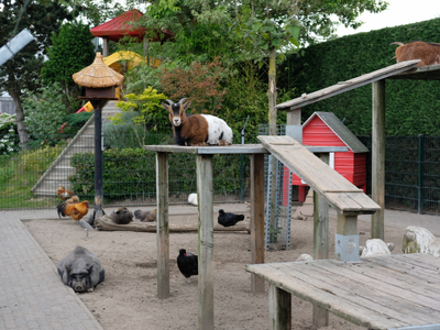 Streichelzoo | Gartencenter Schmitz